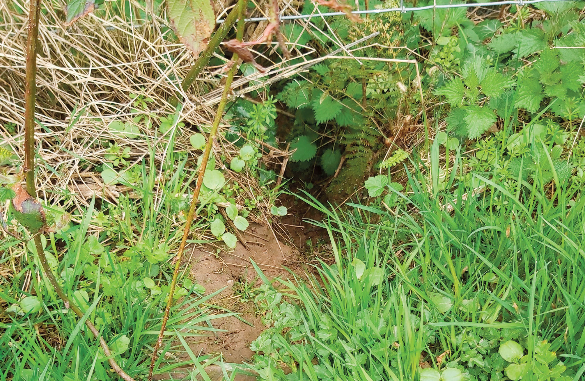 Himalayan balsam plant growing inside a rabbit hole