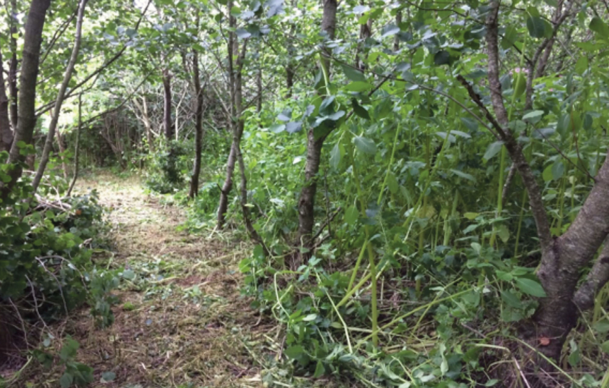 A path running through a woodland that is infested with Himalayan balsam