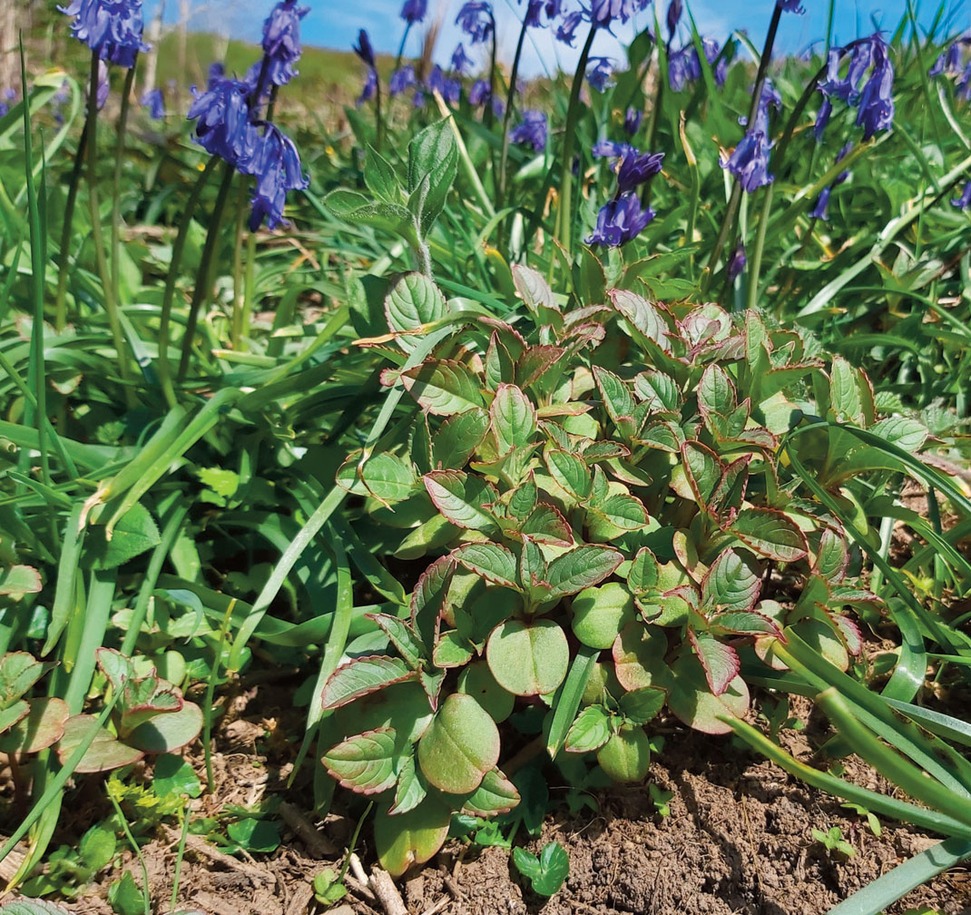 Bluebell plants growing alongside Himalayan balsam plants