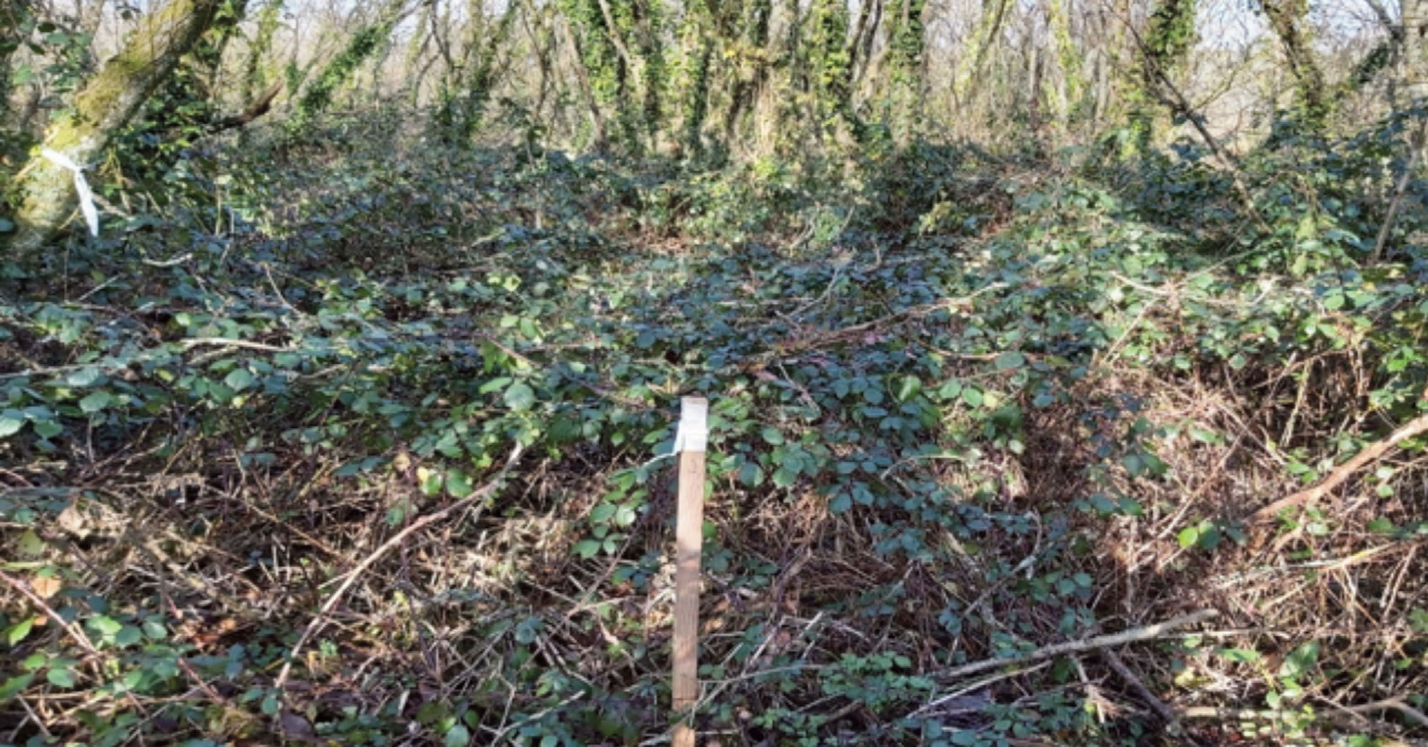 Wooden post in a wood amongst Himalyan balsam plants. Taken winter 2019 in Chapel Hill Wood, Castlemartin Corse, Pembrokeshire, Wales, UK