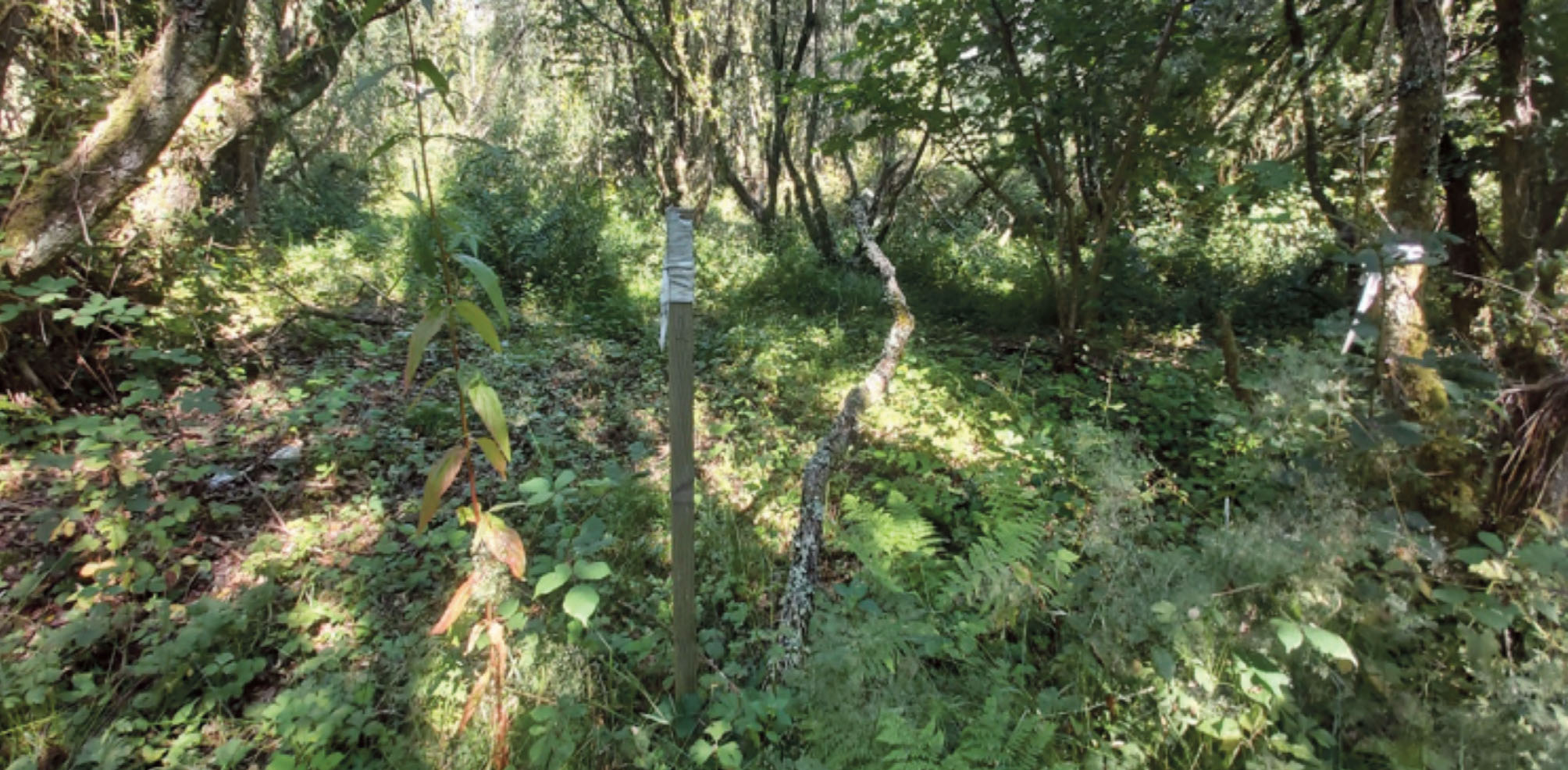 Wooden post in a wood showing area where Himalayan Balsam plants have been removed. Taken August 2021 in Chapel Hill Wood, Castlemartin Corse, Pembrokeshire, Wales, UK