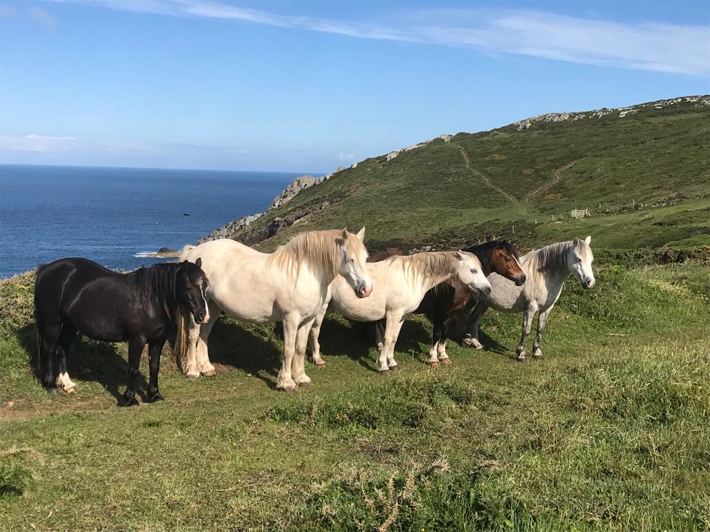 Five Welsh mountain ponies standing on a grassy clifftop footpath. Three white, one brown and one black. Location pictured is Pwll Dawne, St Nicholas, Pembrokeshire