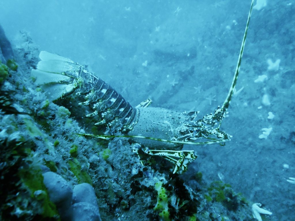 Underwater photograph of a crawfish on the seabed with various other underwater wildlife in the background such as sea stars. Location pictured is off Dale, Pembrokeshire