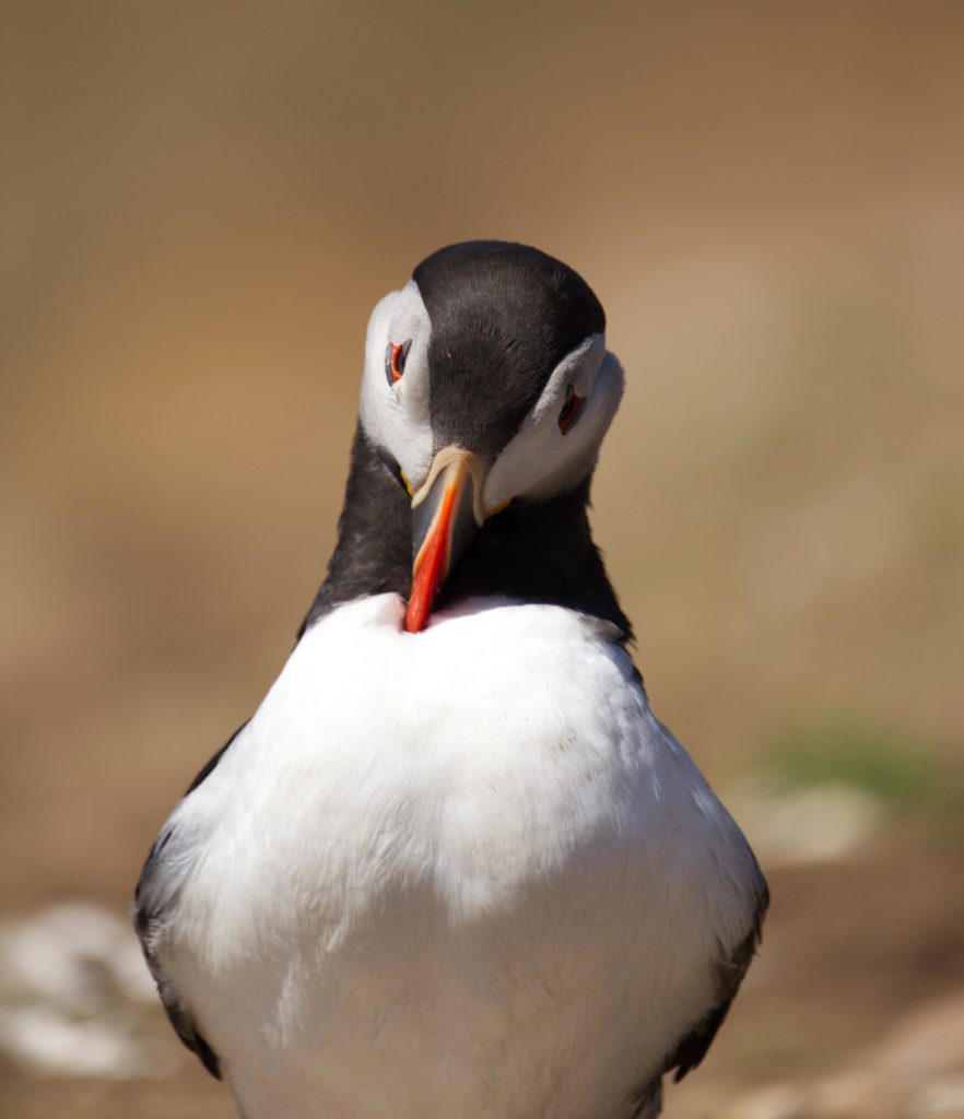 Close up photograph of an atlantic puffin preening its feathers with its colourful beak. Taken on Skomer Island, Pembrokeshire