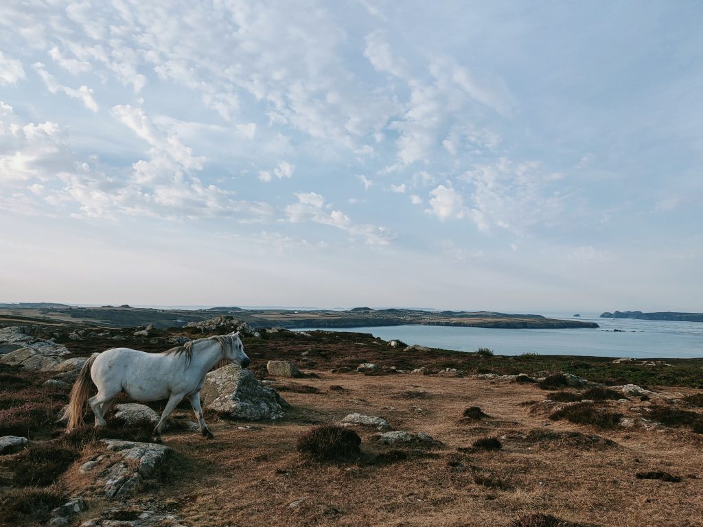 A white Welsh mountain pony grazing walking on rough terrain covered by various plants including ferns and grasses with the occasional stone poking out from beneath the undergrowth. In the background is a view across a bay to a peninsula covered by field patterns.Location pictured is St David's Head, Pembrokeshire