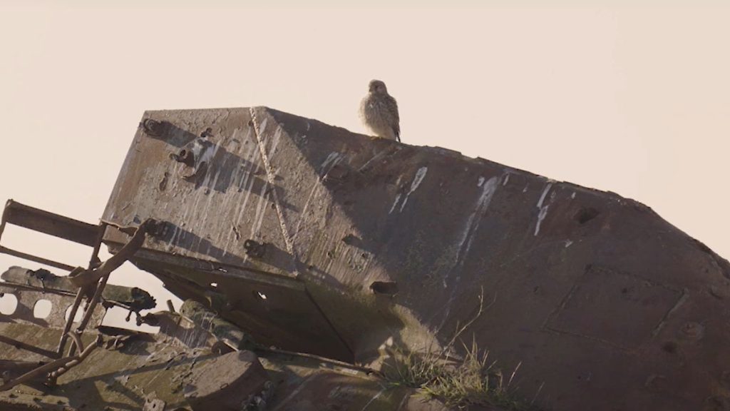 Bird perched atop a disused tank vehicle at dusk. Location pictured is Castlemartin Range, Pembrokeshire