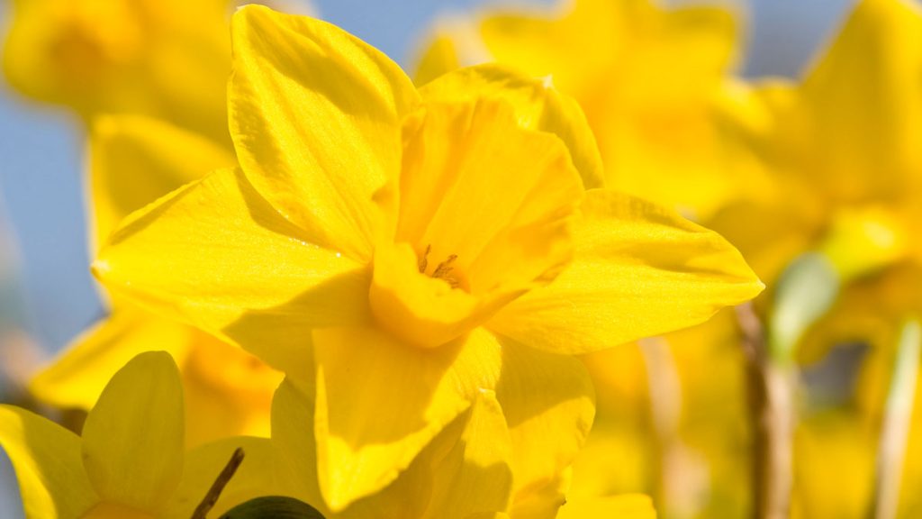A yellow daffodil flower in bloom