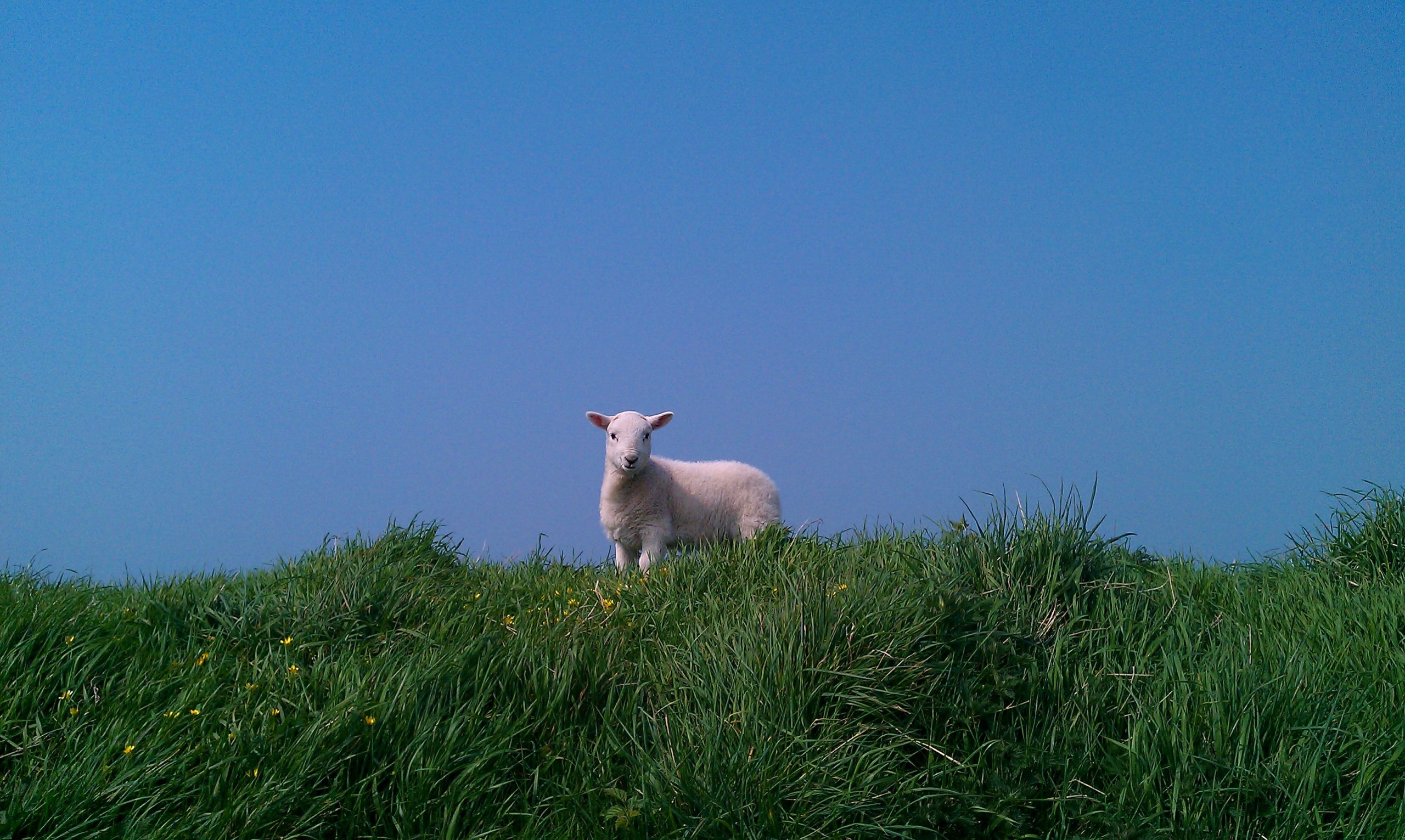 Fluffy white lamb standing in a grassy field on a sunny day.