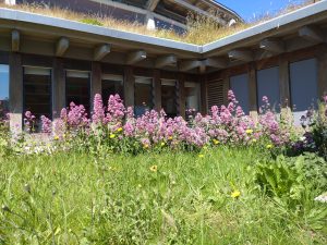 Wildflowers at Oriel y Parc
