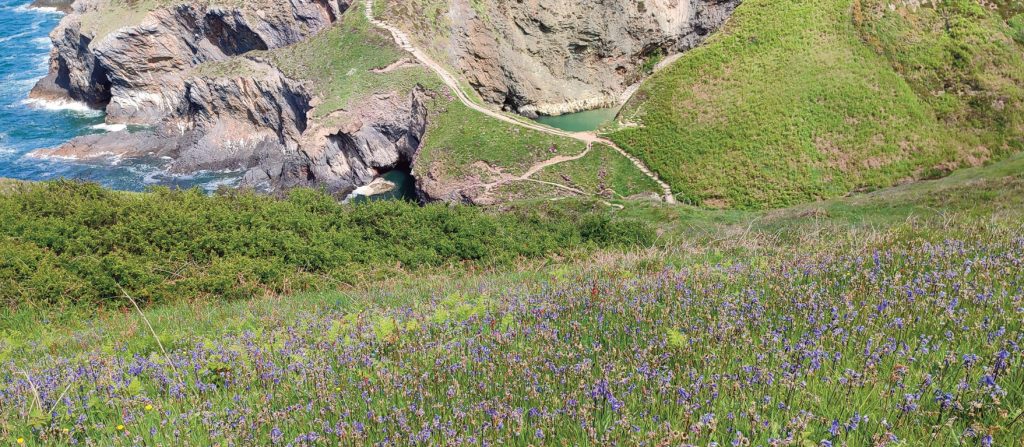 Hundreds of bluebells growing on a grassy coastal slope with craggy cliffs and a coastal footpath shown in the background