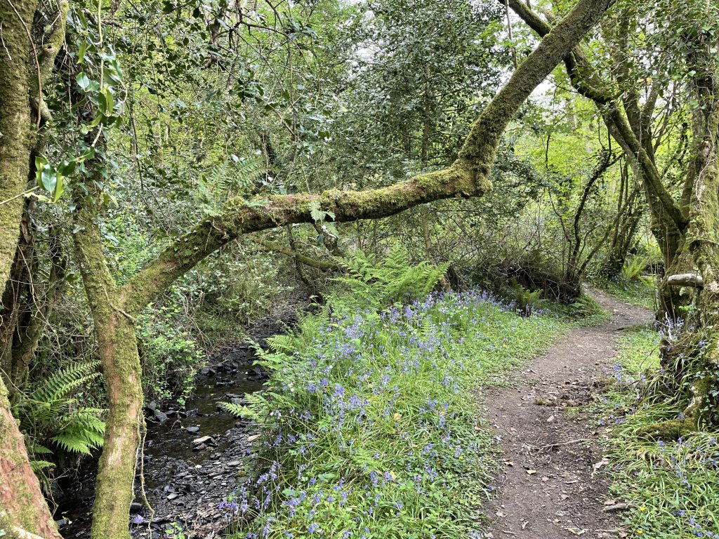 Tree Planting Zones and SubPrinciples for 11 Settlements