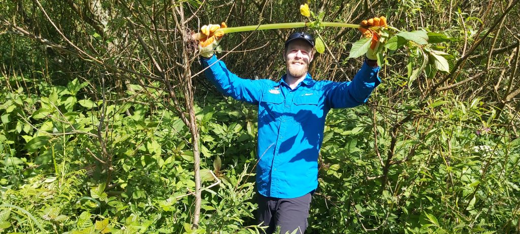 Person holding up a Himalayan balsam plant that has been pulled out of the ground in an area that has been infested by the invasive non-native species