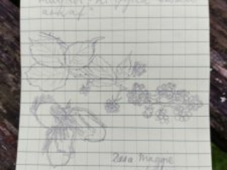 Poem written in Cymraeg (Welsh) in a notebook. It reads: Ger y nant yn pigo mwyar a hela cnau, dan cysgod Ffald y Brenin, Yr Arglwydd yw fy mygail ni fydd eisiau arnaf'  Des a Maggie 19/08/23. There ar ealso drawing of blackberries and acorns