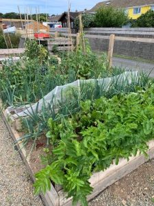 image of raised beds