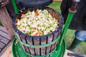 Close up of apple pieces in the top of an old fashioned wooden cider press