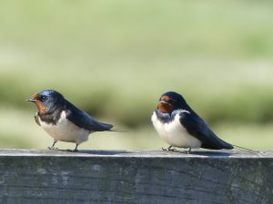 Two swallows standing on top of a fence