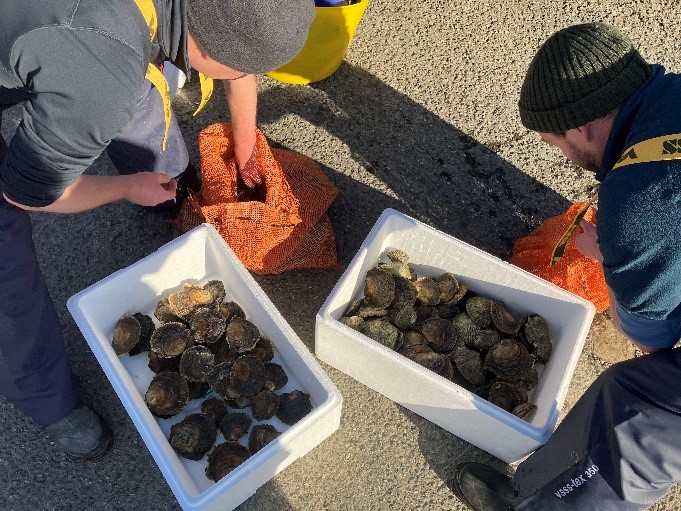 Two plastic trays of oysters