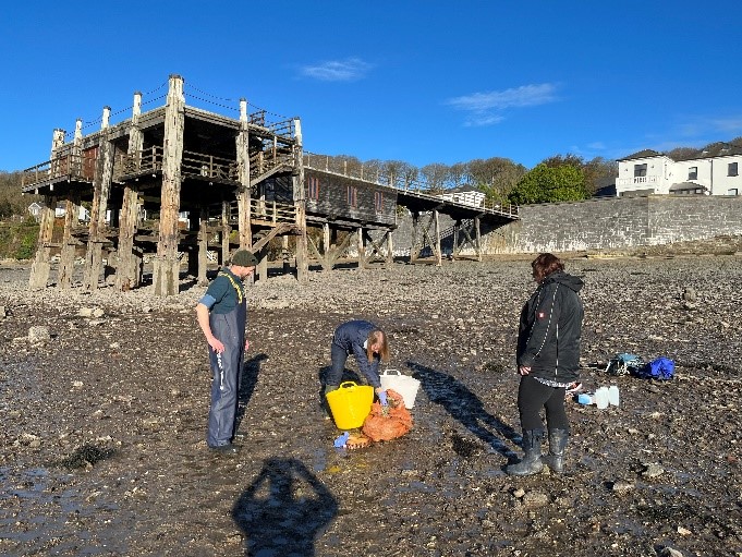 Oysters being gathered by three people along a shingle beach