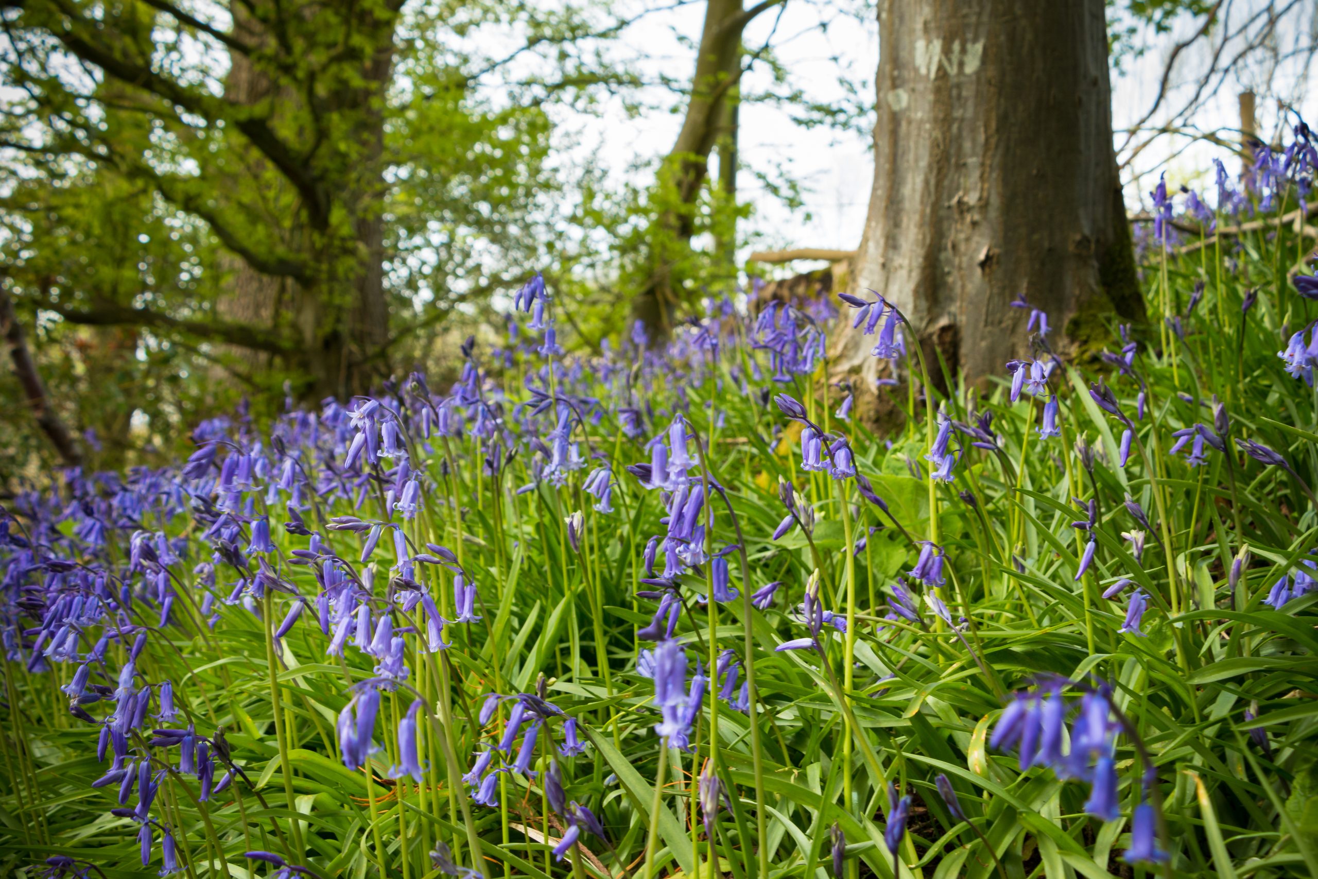 Bluebell in woods