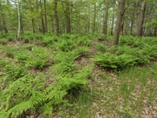 Forest with vegetation of Broad buckler-fern