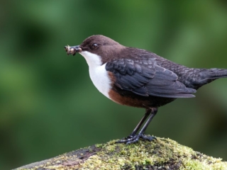 Dipper