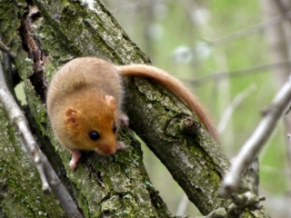 Hazel dormouse (Muscardinus avellanarius)