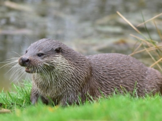 European Otter