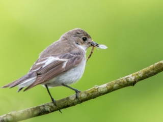 Perching female pied flycatcher with mayfly