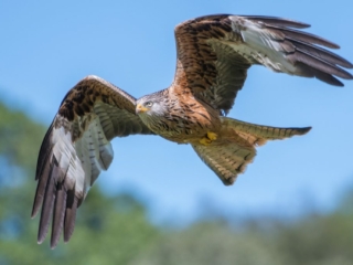 Red Kite