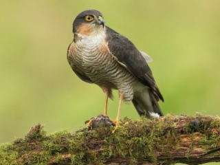 Sparrowhawk