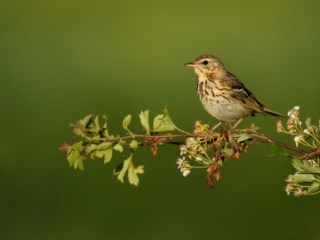 Singing Tree Pipit (Anthus trivialis)