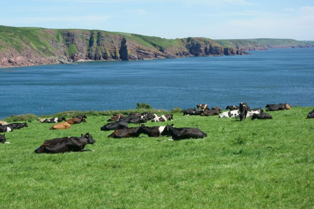 A herd of Friesan cows grazing on a clifftop