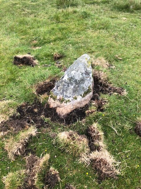 A standing stone at Gors Fawr with attempts to dig around the base of it.