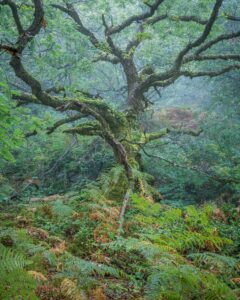 An image of a tree in Tŷ Canol Woods