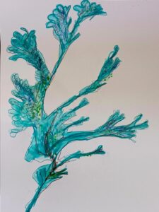 An image of a hand draw piece of seaweed