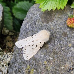 An image of a white Ermine moth
