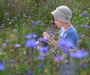 A child wearing a light-colored hat and blue shirt sits in a field of blooming blue wildflowers, looking down at a flower in their hands.