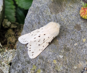 A white moth with small black spots rests on a grey stone.